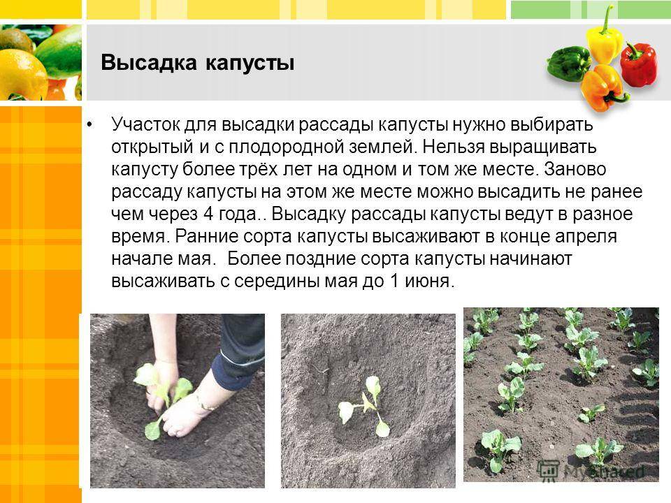 Высадка рассады и выращивание капусты белокочанной в открытом грунте пошагово с фото