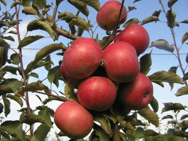 Сорт яблони вишневая (вишневое): фото, отзывы, описание, характеристики.