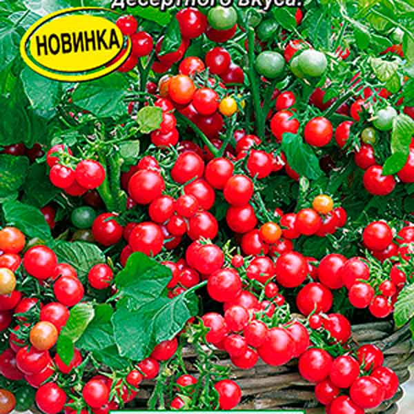 Томат сибирский гроздевой: характеристики, описание сорта, отзывы