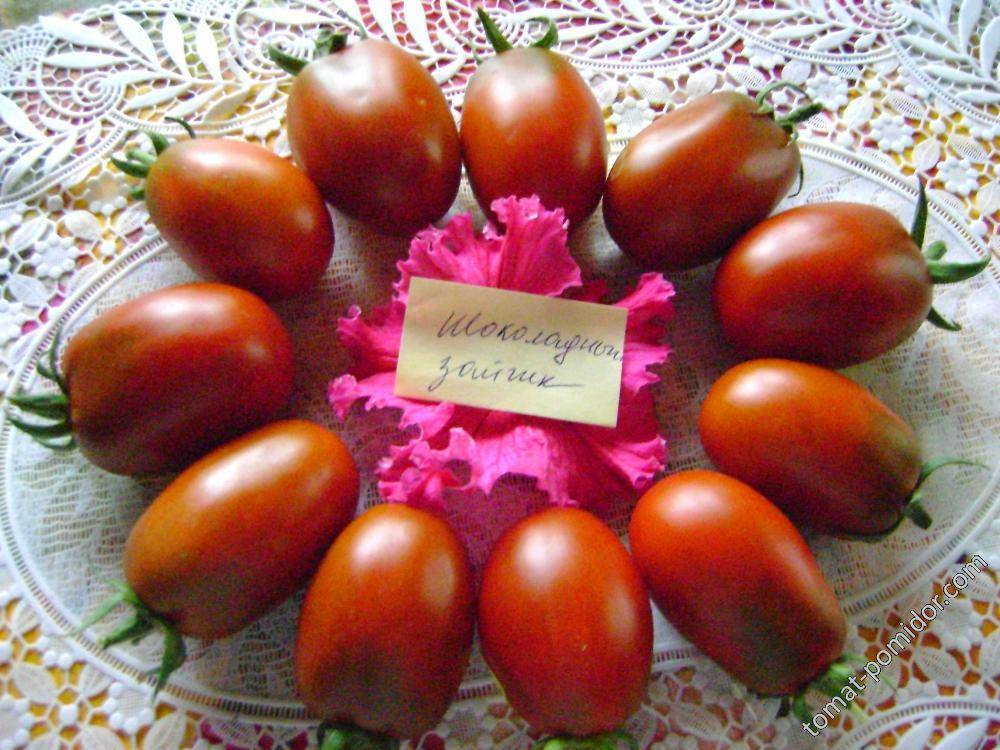 Сорт с превосходным вкусом — томат чёрный шоколад: характеристики и описание помидоров