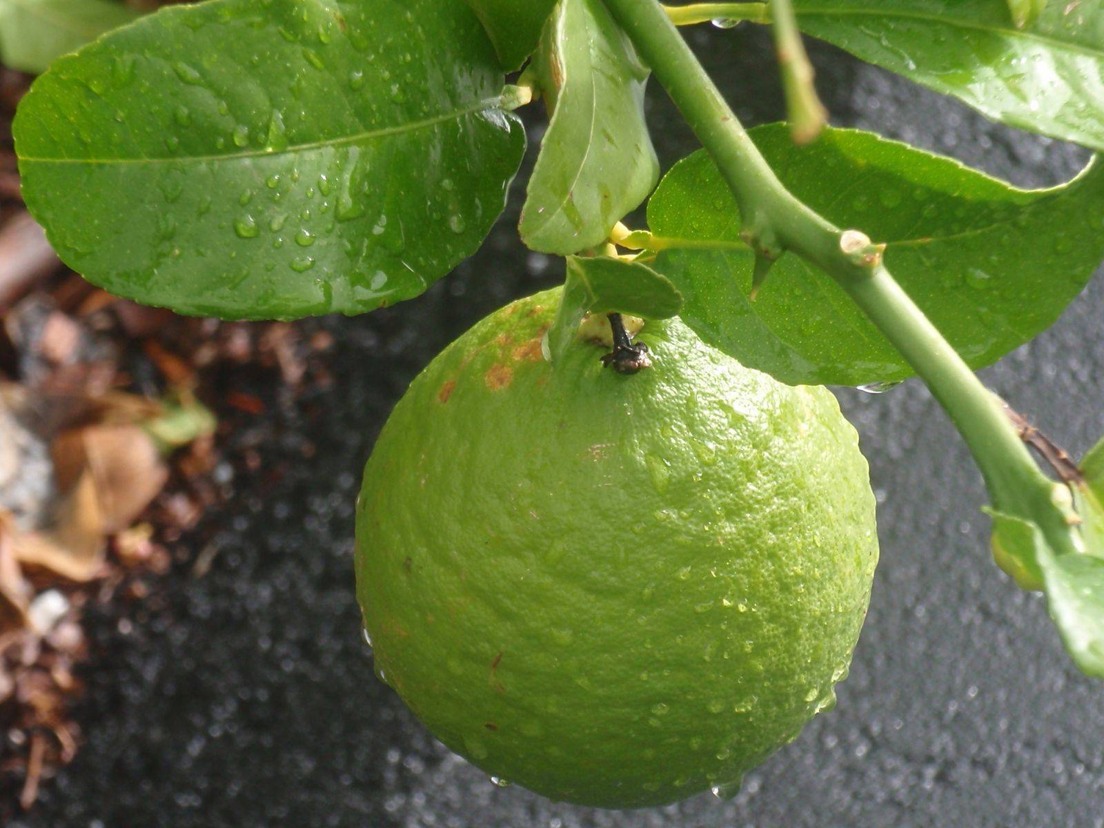 Как правильно сажать плодовые деревья – саженцы яблонь, груш и вишен на участке