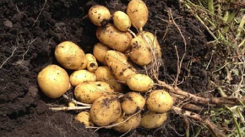 Картофель крепыш: описание сорта, фото, отзывы о вкусовых качествах и сроках созревания, особенности выращивания и хранения, характеристика урожайности