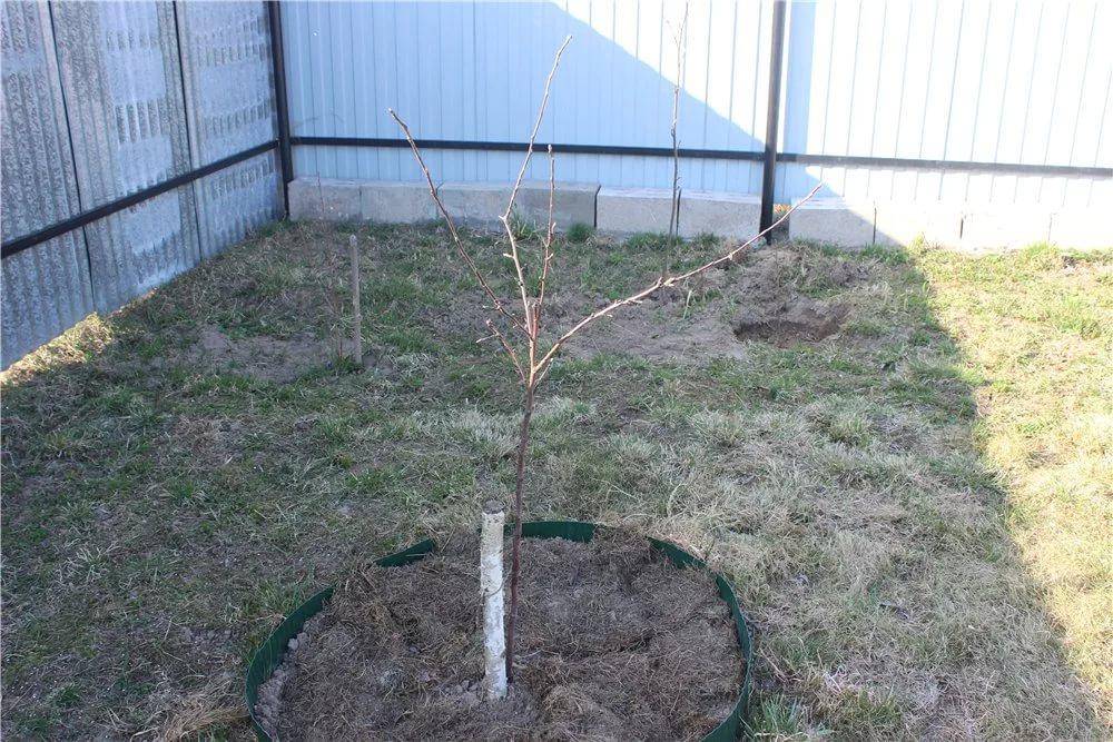 Посадка вишни, как правильно сажать летом или осенью с закрытой корневой системой