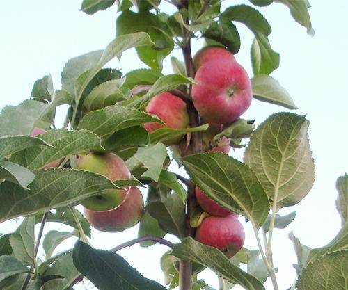 Выращивание яблони сорта серебряное копытце