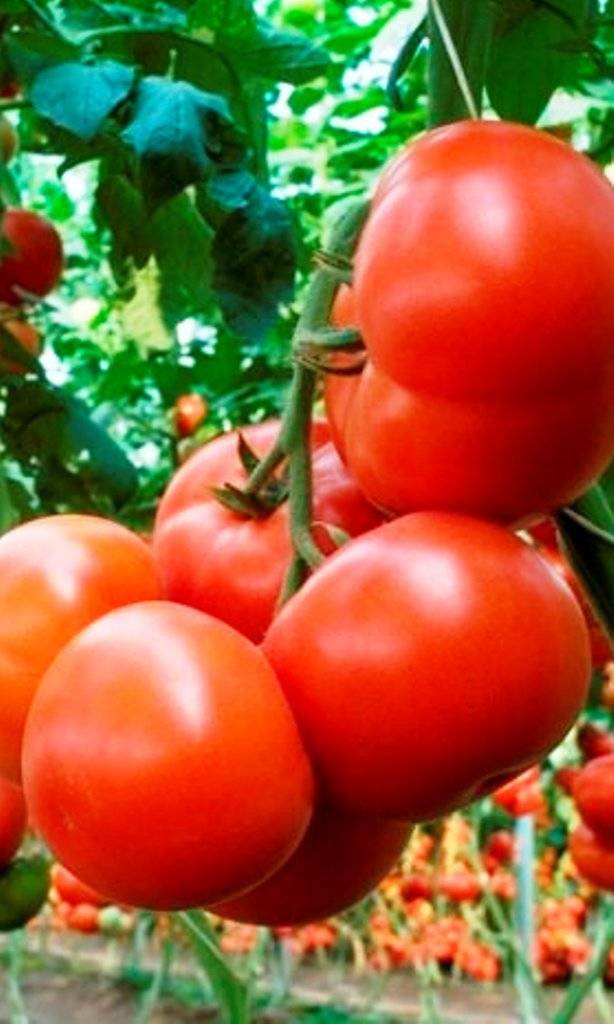 ᐉ томат евпатор характеристика и описание сорта - ogorod-u-doma.ru