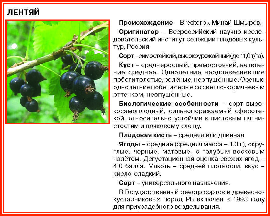 Смородина добрыня (черная): описание и характеристика сорта