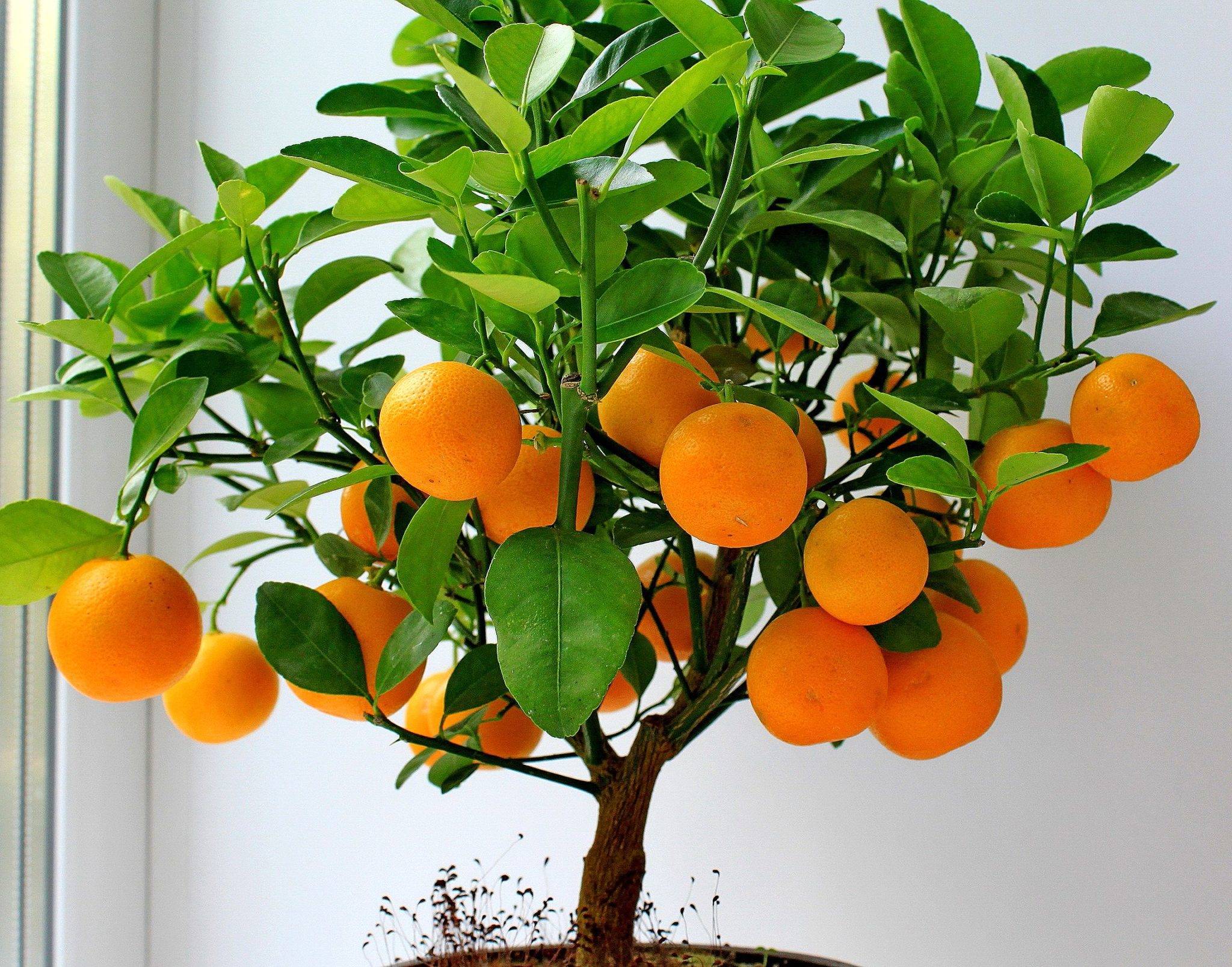 Как вырастить мандарин в домашних условиях