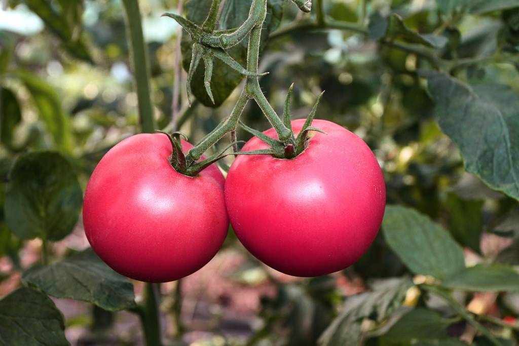 Описание сорта томата Вернер f1, его особенности и выращивание