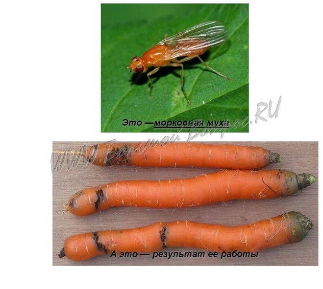 Луковая и морковная муха. Пупарий Муха морковная. Луковая Муха морковная Муха. Морковная Муха пестициды.