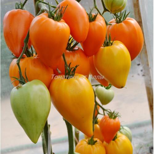Томат оранжевое сердце: описание сорта, отзыв, урожайность, фото
