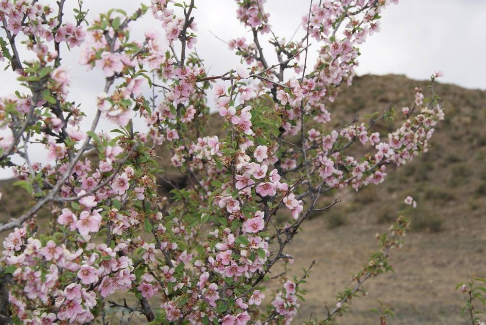 Что делать если не цветет и не плодоносит абрикос – причины и их решение