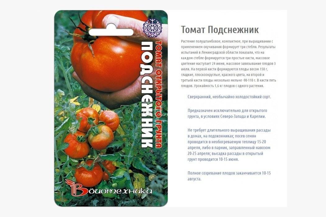 Какие сорта томатов лучше сажать в ленинградской области?