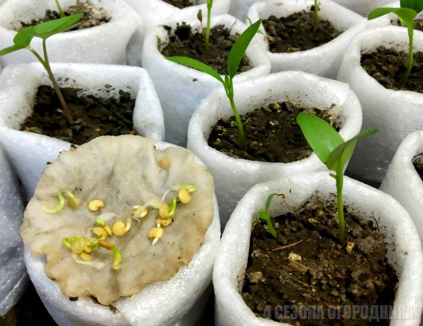 Выращивание рассады перцев в домашних условиях: пошаговая инструкция и уход