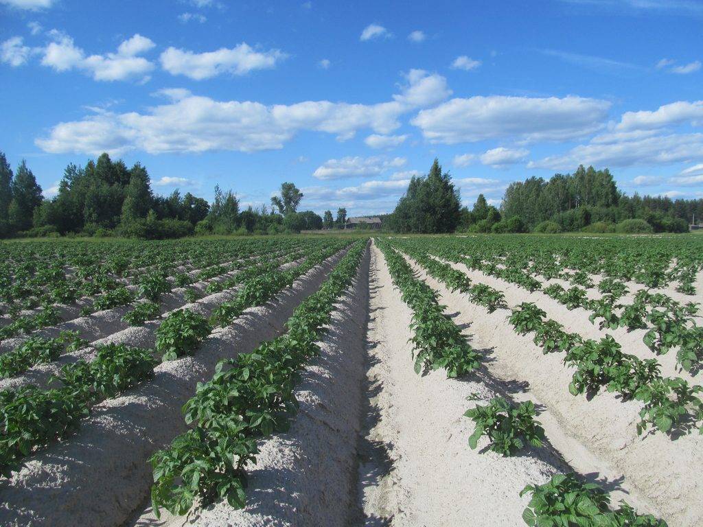 Выращивание картофеля по голландской технологии: плюсы и минусы способа, пошаговая инструкция по посадке и возможные ошибки