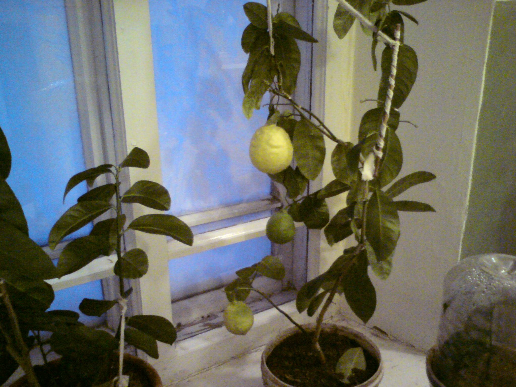 Как в домашних условиях вырастить из косточки лимон, будет ли плодоносить и правила ухода
