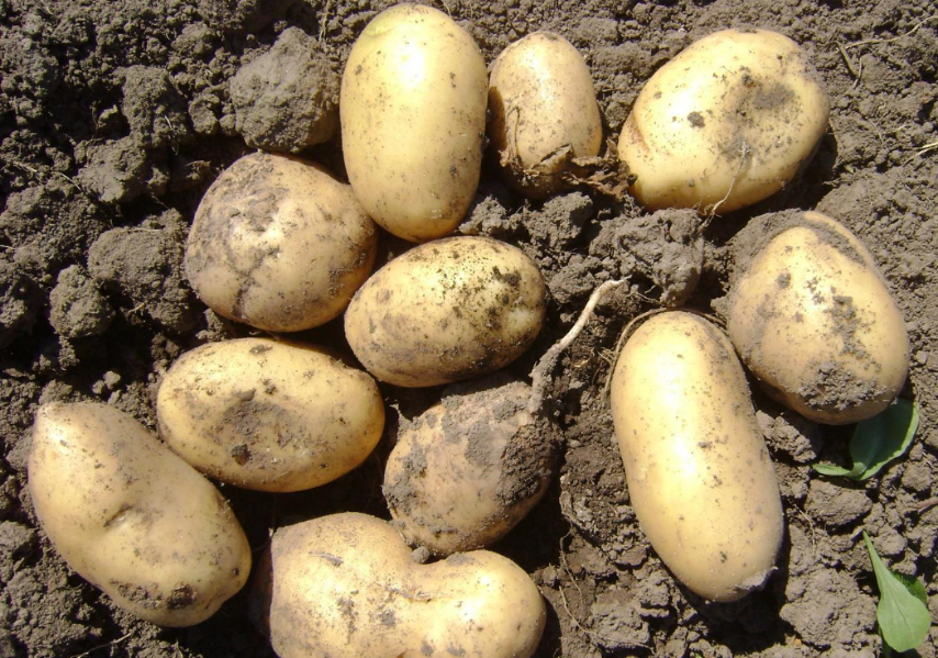 Картофель рогнеда: описание и характеристика сорта, урожайность с фото