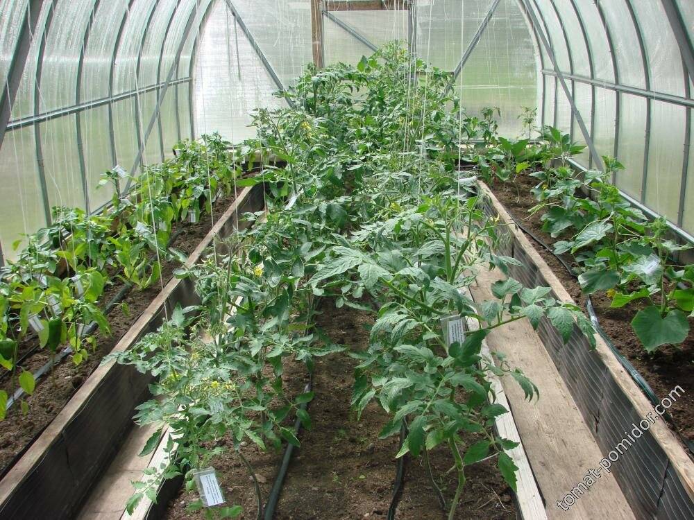 Можно ли сажать помидоры и перец в одной теплице: как это влияет на урожай