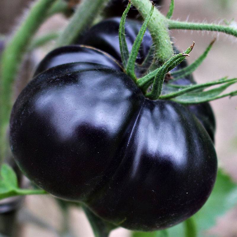 Черные помидоры - описание лучших сортов для открытого грунта и теплицы