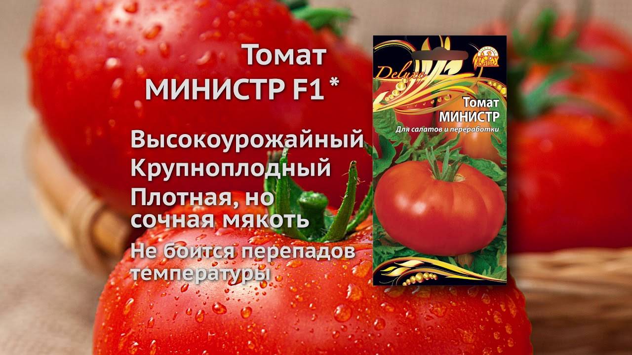 Томат президент f1: характеристика и описание сорта семян, видео и фото куста, отзывы об урожайности помидоров