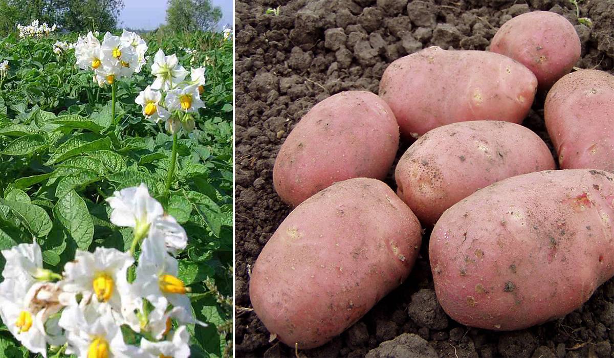 Картофель жуковский ранний – описание сорта, фото, отзывы