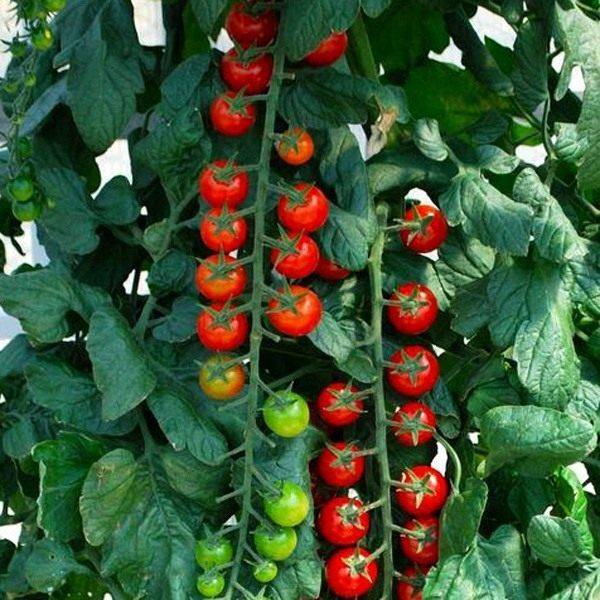 Томаты сорта «рапунцель» — описание, фото, характеристики, выращивание помидоров