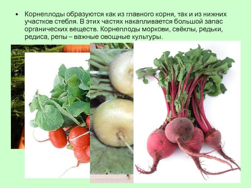 ✅ редька: выращивание и уход в открытом грунте, болезни и вредители, сорта