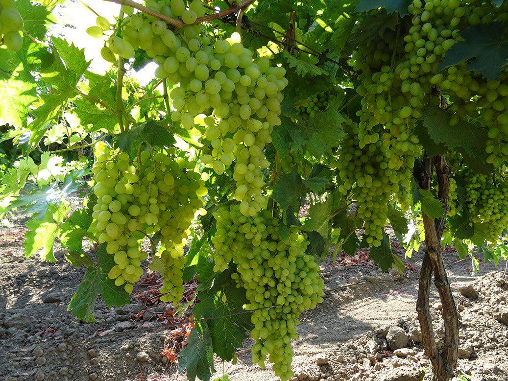 Магарача виноград описание сорта фото