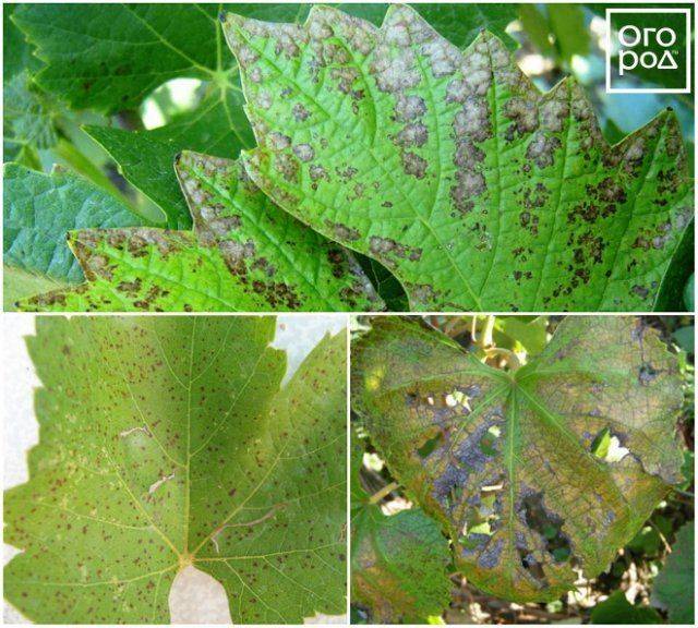 Хлороз винограда - как лечить куст, лечение листьев железным купоросом и лимонной кислотой
