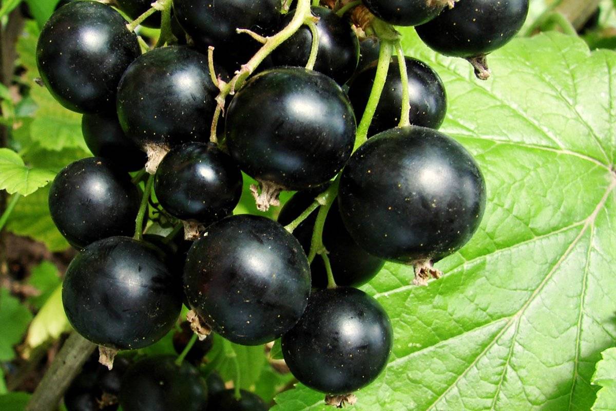 Смородина черный жемчуг: описание сорта черной смородины, выращивание - посадка и уход