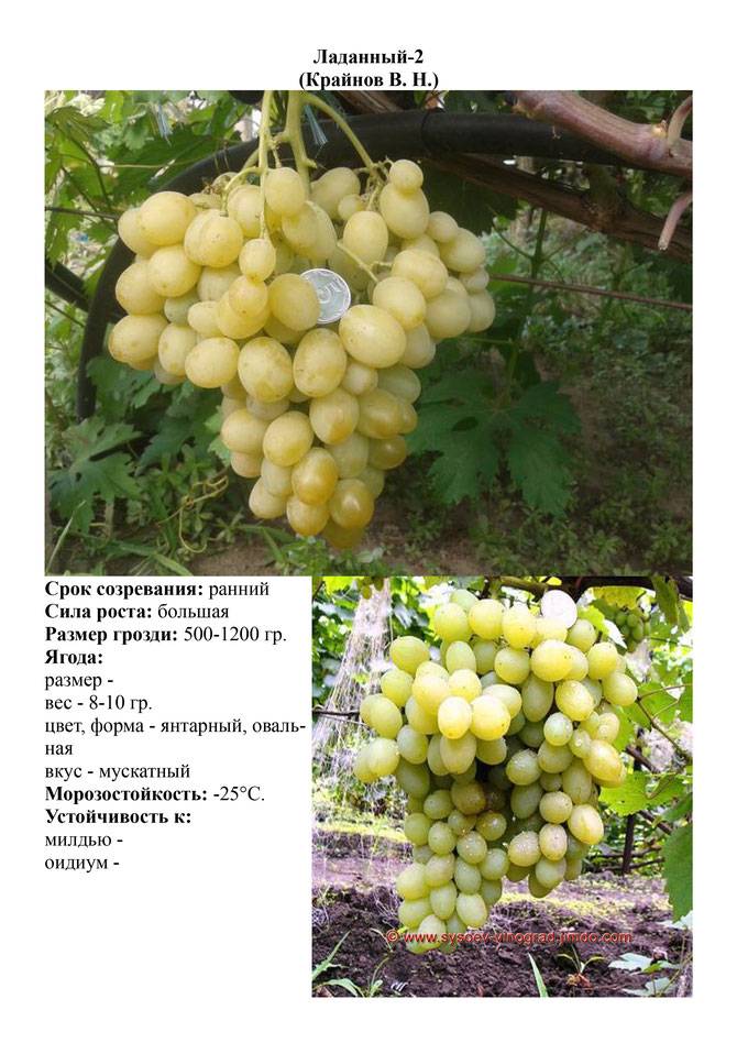 Виноград восторг: описание, особенности, урожай, вкус, фото