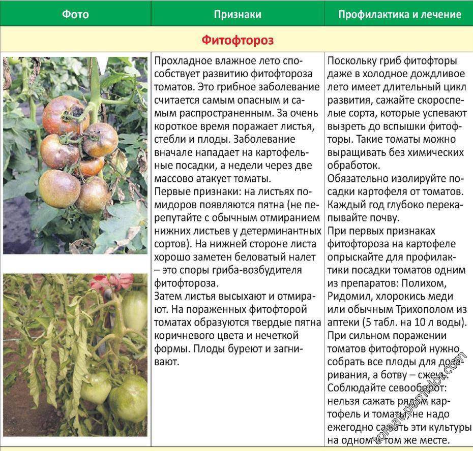 Болезни томатов: столбур, стрик, вершинная гниль, пятнистости - сады беларуси