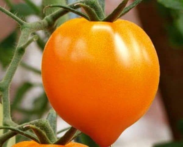 Томат оранжевое сердце: описание сорта, отзывы, фото, характеристика