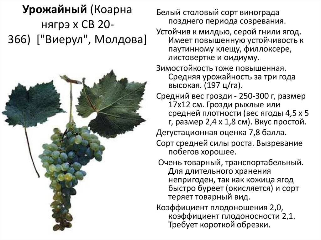 Виноград солярис - мир винограда - сайт для виноградарей и виноделов