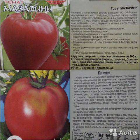 Томат жемчужина сибири: характеристика и описание сорта, отзывы об урожайности помидоров, фото семян