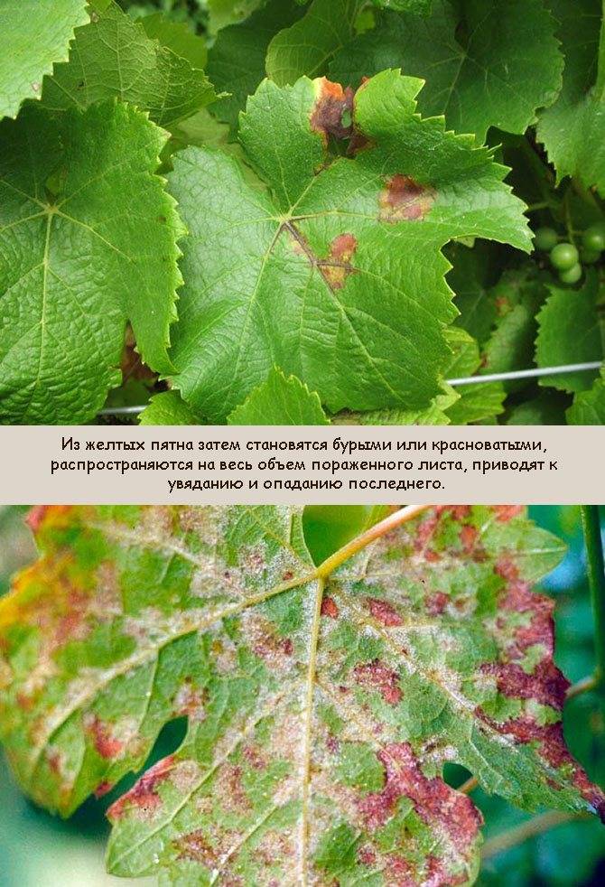 Опаснейшее заболевание винограда милдью