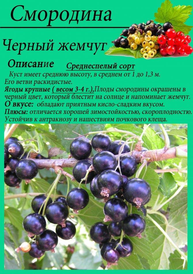 Смородина перун: описание, правила уход, приживаемость и урожайность сорта в различных регионах