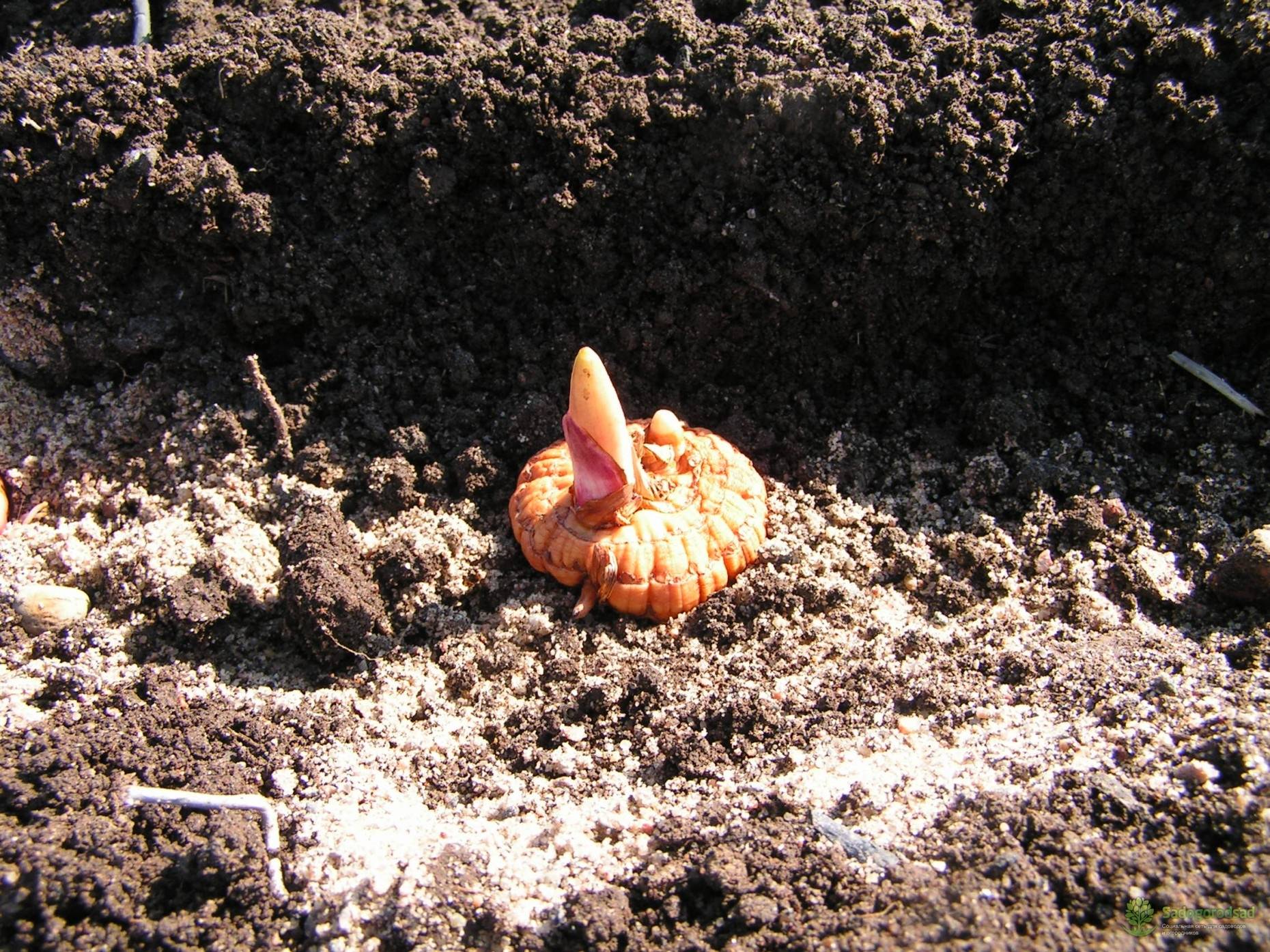 Гладиолусы — посадка и уход в открытом грунте. когда и как сажать их весной
