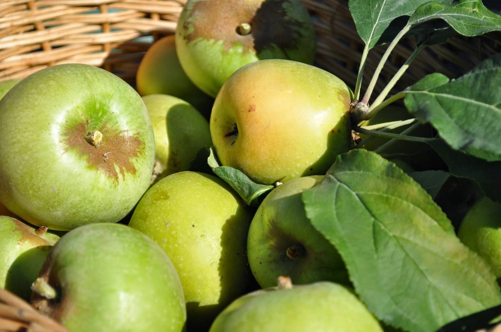 Яблоки муцу: описание, фото, отзывы