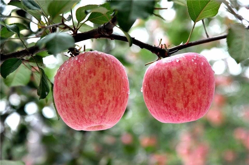 ✅ яблоня фуджи: характеристики и описание сорта, особенности посадки и ухода за деревом, фото - tehnoyug.com