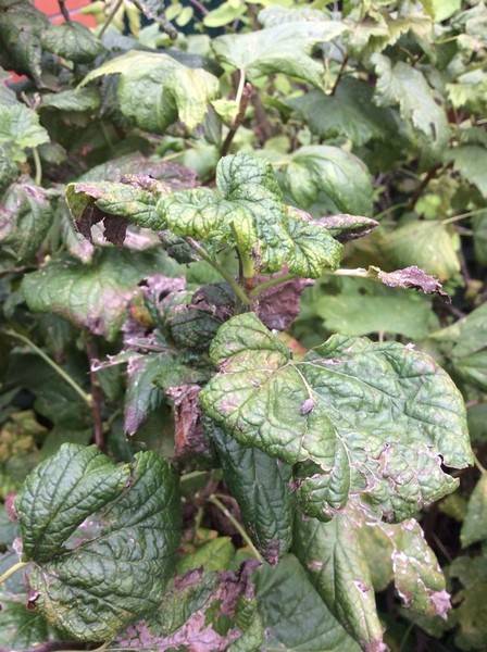 Почему скручиваются листья у смородины: 6 болезней и вредителей, профилактика и методы борьбы