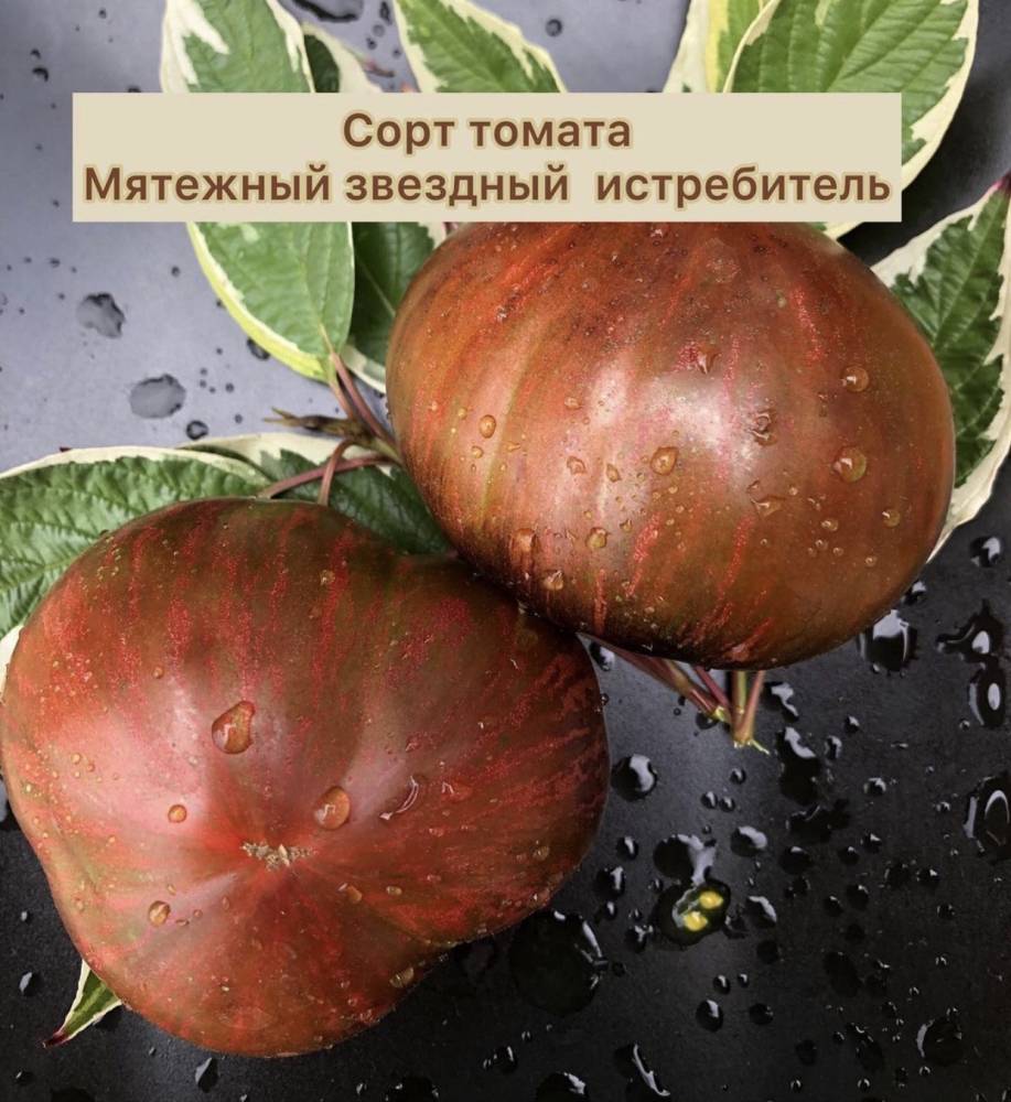 Неприхотливый сорт с необычным цветом и неповторимым вкусом — томат «черный принц» и особенности его выращивания