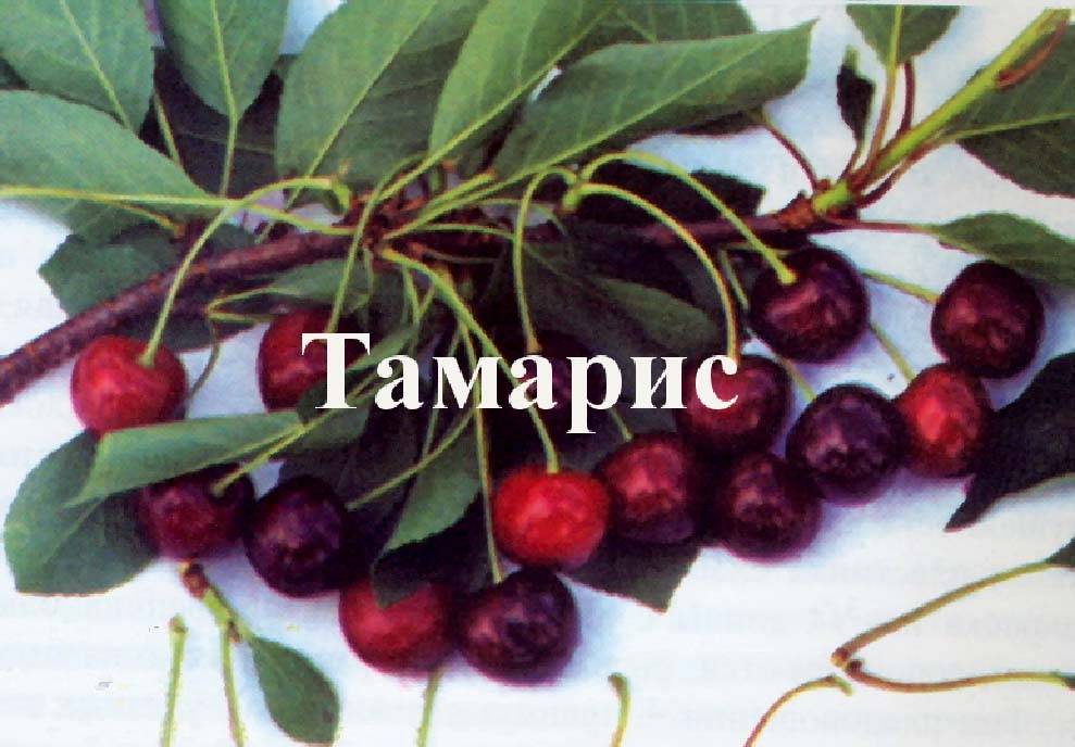 Вишня “тамарис”: характеристика и описание