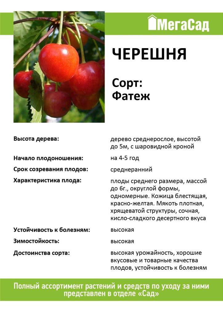 Черешня фатеж — один из лучших сортов для выращивания в центральном регионе россии