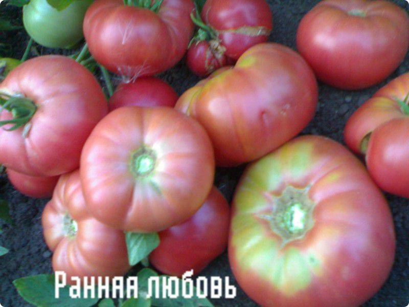 Томат ранняя любовь: характеристика и описание сорта, фото помидоров, отзывы об урожайности куста