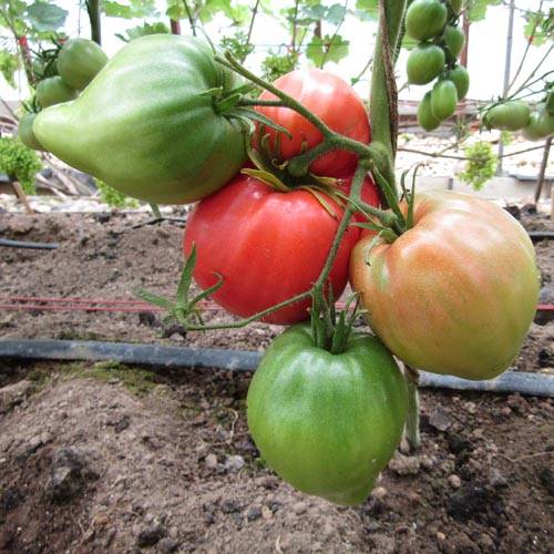 Минусинские сорта томатов