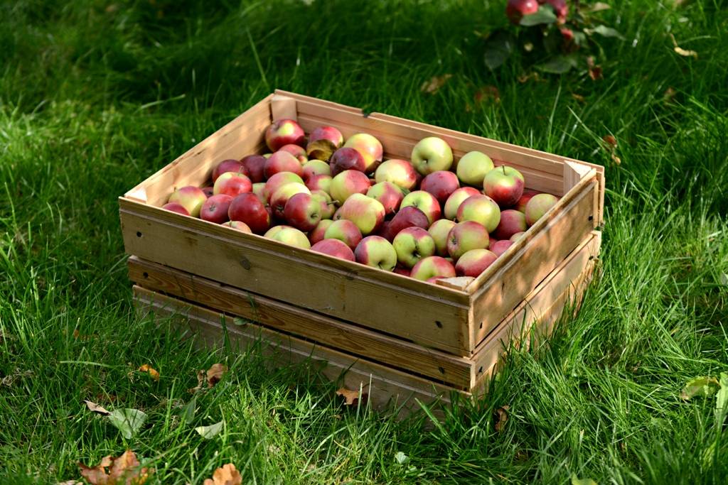 Описание и разновидности яблонь сорта Гала, посадка и уход в открытом грунте