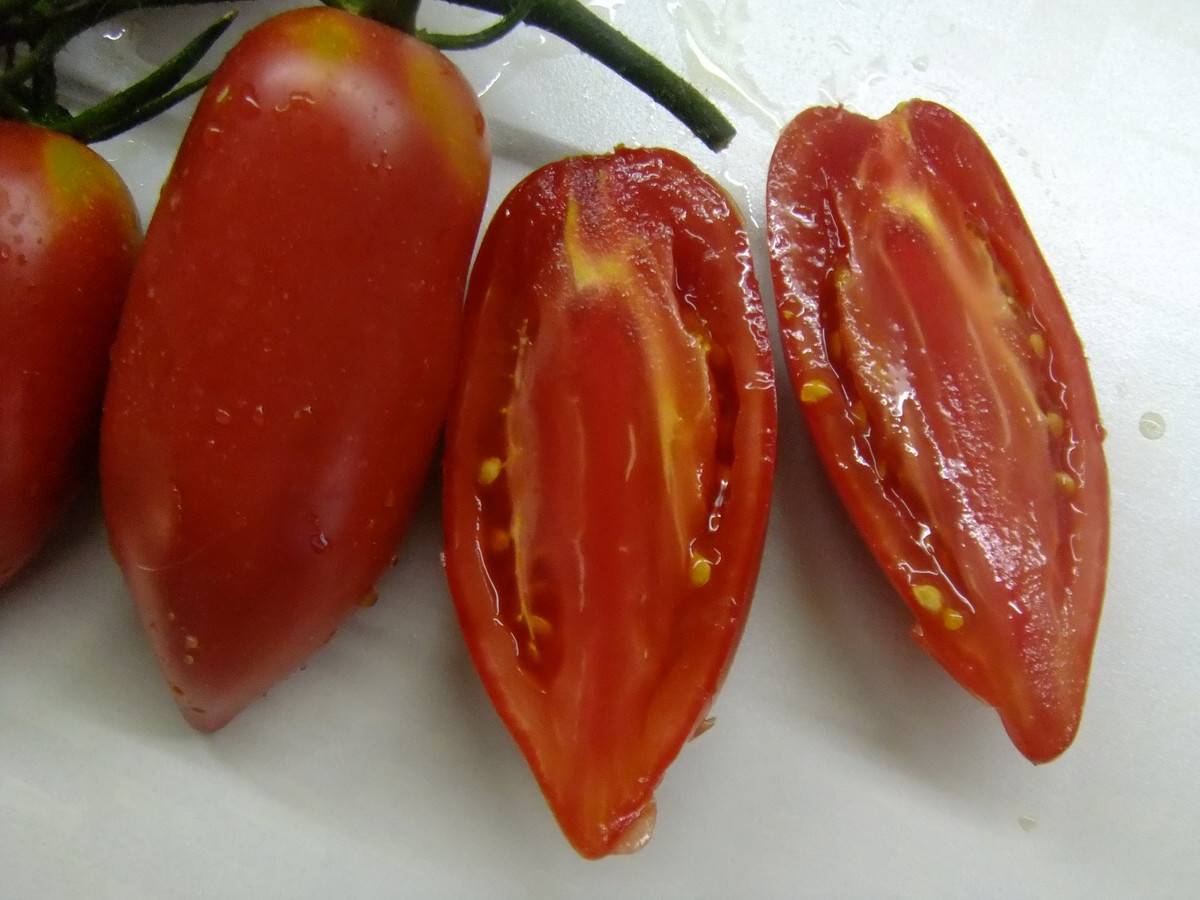 Что особенного в перцевидном томате: описани и фото