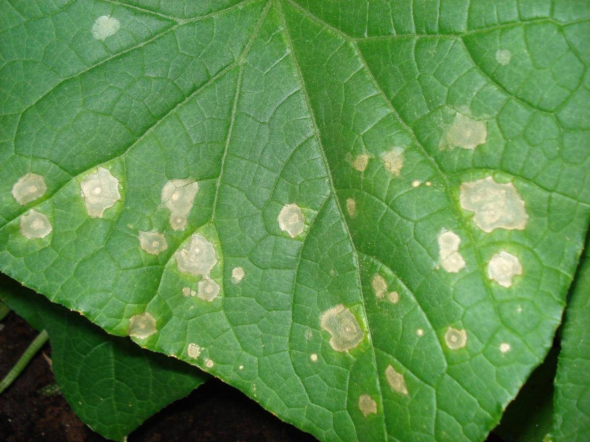 Причины появления ржавых пятен на огуречных листьях