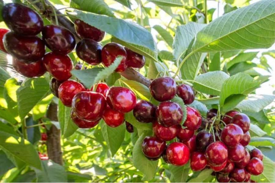 Морозоустойчивые сорта вишни: описание и характеристики 20 лучших, посадка и уход