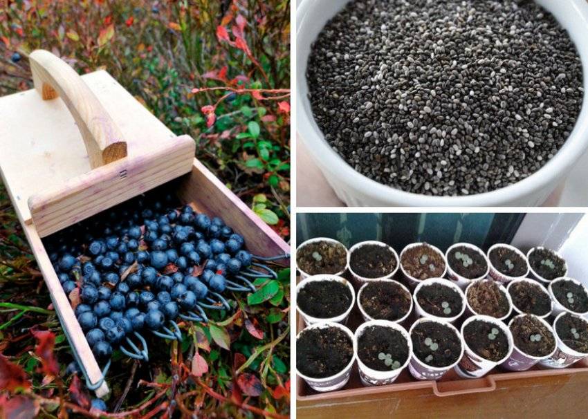 Как правильно выращивать голубику садовую: посадка и уход, пошаговая инструкция